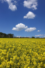 Fototapeta premium Landschaft mit gelbem Rapsfeld