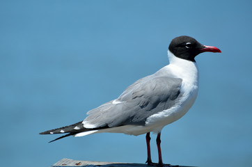 Laughing Gull on a fishing pier