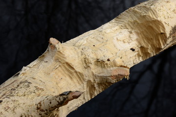 Jobs beavers on aspen tree on the texture of carved wood