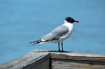 Laughing Gull on a fishing pier