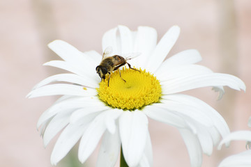 Spring single daisy flower and bee