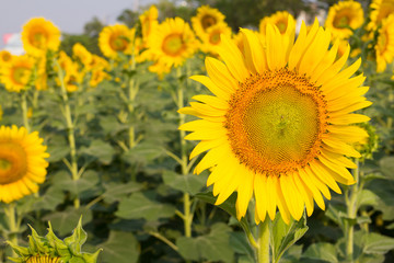 Sunflower field