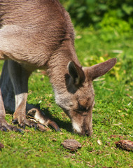 Kangaroo looking for food.
