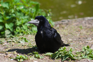 Carrion crow (Corvus corone)