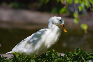Indian Runner Duck (Anas platyrhynchos domesticus)