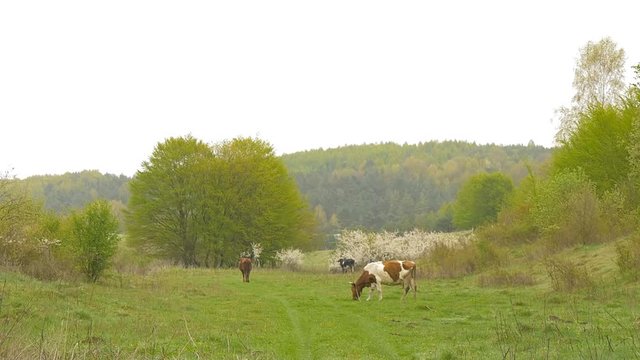 Cow near grove. Springtime.