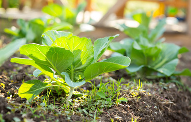 The shoots of cabbage