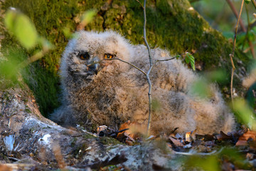 Fototapeta premium Uhu Jungvögel in der Bodenbrut - Bubo bubo
