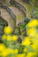 Vineyard hills in the river Douro valley, Portugal