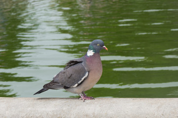Pigeon, Paris, France