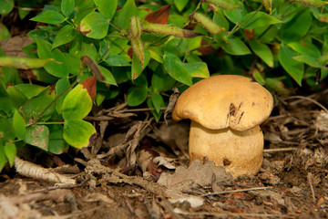 tubular mushroom on plants background