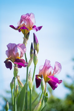 flowers of lilac iris