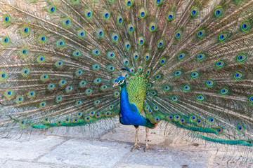 Obraz premium A beautiful male peacock with expanded feathers