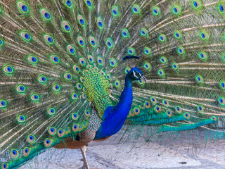 Obraz premium A beautiful male peacock with expanded feathers