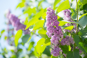 Beautiful purple lilac on the sky