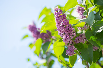 Beautiful purple lilac on the sky