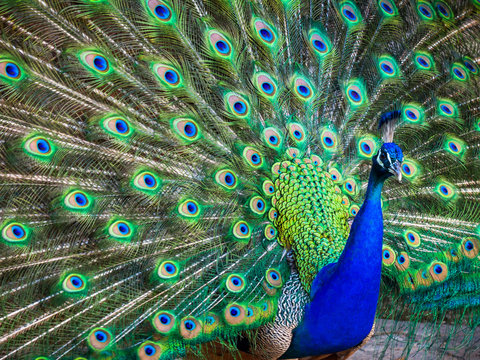 Fototapeta A beautiful male peacock with expanded feathers
