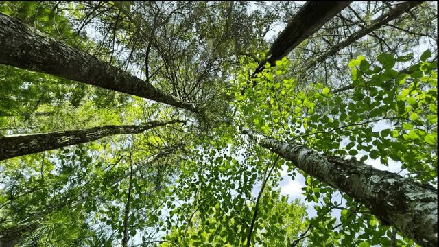 Looking up into forest canopy, camera rotating