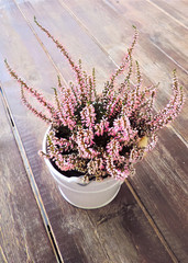 heather on a wooden table