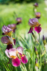 Fototapeta premium flowers of lilac iris