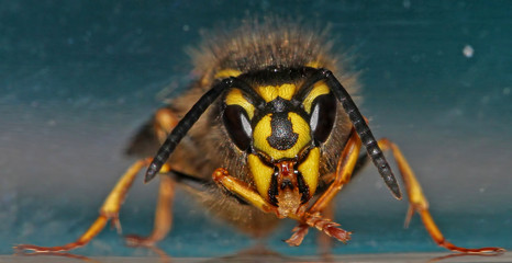 Close up of a wasp