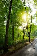 Sunset in German summer forest.