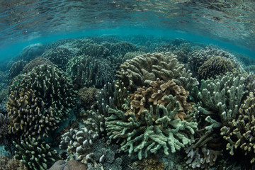 Naklejka na ściany i meble Reef-Building Corals in Raja Ampat