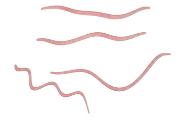 Helminths nematodes Enterobius (Threadworm) which cause enterobiasis, isolated on white background, 3D illustration