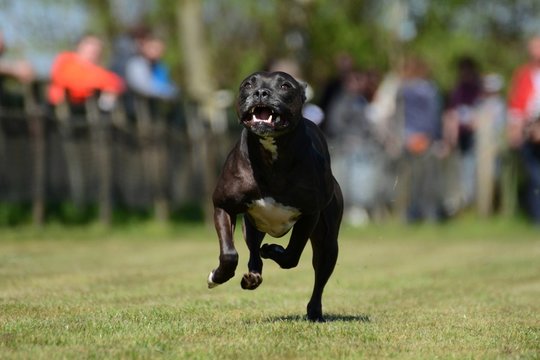 Rennender Staffordshire Bullterrier