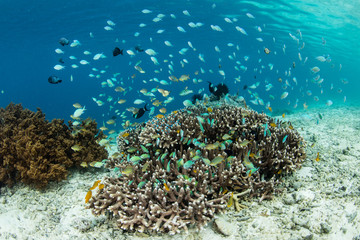 Damselfish and Corals