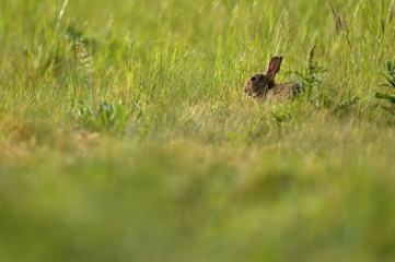 Lapin de garenne dans un champ.