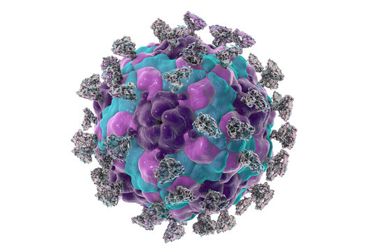 Enterovirus with attached integrin molecules, 3D illustration