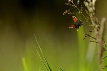 Papillon dans un champ.