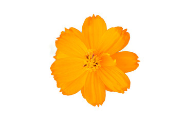Orange Cosmos flower isolated on white background