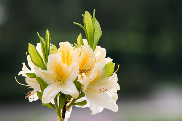 Rhododendron Ericaceae on blurred background