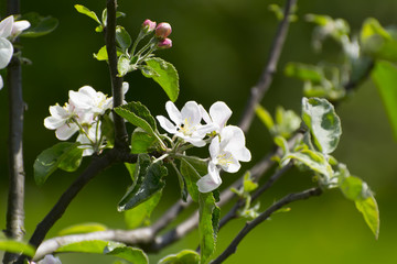 Flowering branch of Apple