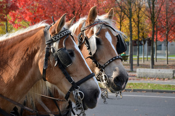 Carriage horses on Berlin street in Autumn