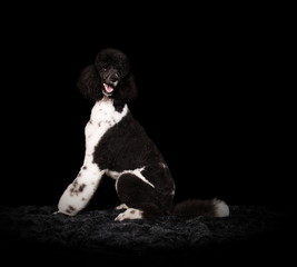 Caniche royal bicolore en studio sur fond noir