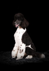 Caniche royal bicolore en studio sur fond noir