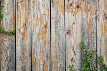 Fototapeta premium Weathered wooden boards backgound with some ivy vines climbing in the corner. Wooden fence covered with plants. Copy space.