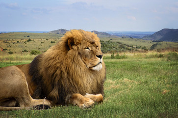 Fototapeta na wymiar A beautiful lion is resting in African expanse on the background