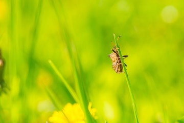 Bug sitting on grass blade