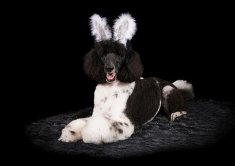 Caniche Royal bicolore en studio sur fond noir