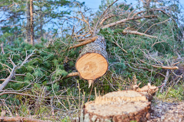 Felled Tree