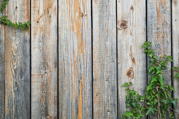 Weathered wooden boards backgound with some ivy vines climbing in the corner. Wooden fence covered with plants. Copy space.
