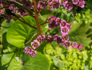 Small Pink Flowers Macro