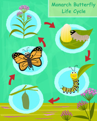 Monarch Butterfly Life Cycle - Colorful cartoon diagram of the monarch butterfly life cycle. Eps10