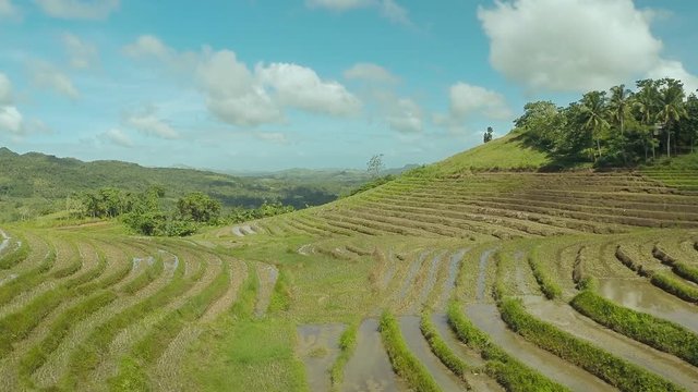 Rice Field Terrace Aerial Shot. Philippines.
