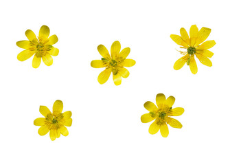 Set of pressed and dried yellow flowers ficaria verna