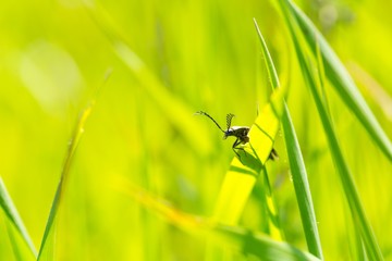 Bug sitting on grass blade